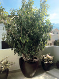 ARIZONA PLANTER Fiberglass Planters Gardia Planters Fiberglass planter for indoors and outdoors from big plus size planters and small pots for plants Large and big pots and large containers