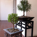 BONSAI PLANTER Fiberglass Planters Gardia Planters Fiberglass planter for indoors and outdoors from big plus size planters and small pots for plants Large and big pots and large containers