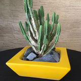BONSAI PLANTER Fiberglass Planters Gardia Planters Fiberglass planter for indoors and outdoors from big plus size planters and small pots for plants Large and big pots and large containers