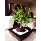 BONSAI PLANTER Fiberglass Planters Gardia Planters Fiberglass planter for indoors and outdoors from big plus size planters and small pots for plants Large and big pots and large containers