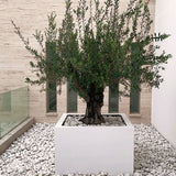 CUBIC PLANTER Fiberglass Planters Gardia Planters Fiberglass planter for indoors and outdoors from big plus size planters and small pots for plants Large and big pots and large containers