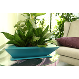 BONSAI PLANTER Fiberglass Planters Gardia Planters Fiberglass planter for indoors and outdoors from big plus size planters and small pots for plants Large and big pots and large containers