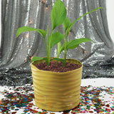 BAHAMAS PLANTER Fiberglass Planters Gardia Planters Fiberglass planter for indoors and outdoors from big plus size planters and small pots for plants Large and big pots and large containers