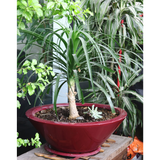 SMOOTH BOWL PLANTER Fiberglass Planters Gardia Planters Fiberglass planter for indoors and outdoors from big plus size planters and small pots for plants Large and big pots and large containers