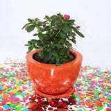 MONACO BOWL PLANTER Fiberglass Planters Gardia Planters Fiberglass planter for indoors and outdoors from big plus size planters and small pots for plants Large and big pots and large containers