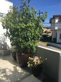 ARIZONA PLANTER Fiberglass Planters Gardia Planters Fiberglass planter for indoors and outdoors from big plus size planters and small pots for plants Large and big pots and large containers