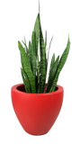 ARIZONA PLANTER Fiberglass Planters Gardia Planters Fiberglass planter for indoors and outdoors from big plus size planters and small pots for plants Large and big pots and large containers