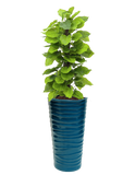 BAHAMAS PLANTER Fiberglass Planters Gardia Planters Fiberglass planter for indoors and outdoors from big plus size planters and small pots for plants Large and big pots and large containers