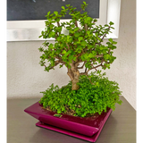 BONSAI PLANTER Fiberglass Planters Gardia Planters Fiberglass planter for indoors and outdoors from big plus size planters and small pots for plants Large and big pots and large containers