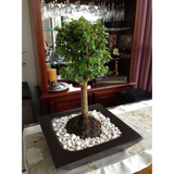 BONSAI PLANTER Fiberglass Planters Gardia Planters Fiberglass planter for indoors and outdoors from big plus size planters and small pots for plants Large and big pots and large containers