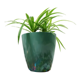 BRAZIL PLANTER Fiberglass Planters Gardia Planters Fiberglass planter for indoors and outdoors from big plus size planters and small pots for plants Large and big pots and large containers