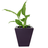 SQUARE CONE PLANTER Fiberglass Planters Gardia Planters Fiberglass planter for indoors and outdoors from big plus size planters and small pots for plants Large and big pots and large containers