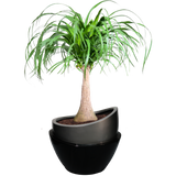 DUNE PLANTER Fiberglass Planters Gardia Planters Fiberglass planter for indoors and outdoors from big plus size planters and small pots for plants Large and big pots and large containers