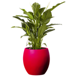 HAWAII PLANTER Fiberglass Planters Gardia Planters Fiberglass planter for indoors and outdoors from big plus size planters and small pots for plants Large and big pots and large containers