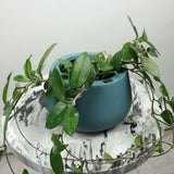 INDIANA PLANTER Fiberglass Planters Gardia Planters Fiberglass planter for indoors and outdoors from big plus size planters and small pots for plants Large and big pots and large containers