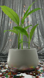 INDIANA PLANTER Fiberglass Planters Gardia Planters Fiberglass planter for indoors and outdoors from big plus size planters and small pots for plants Large and big pots and large containers