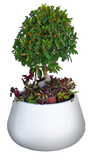 INDIANA PLANTER Fiberglass Planters Gardia Planters Fiberglass planter for indoors and outdoors from big plus size planters and small pots for plants Large and big pots and large containers