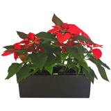 RECTANGULAR PLANTER Fiberglass Planters Gardia Planters Fiberglass planter for indoors and outdoors from big plus size planters and small pots for plants Large and big pots and large containers