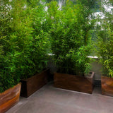 RECTANGULAR PLANTER Fiberglass Planters Gardia Planters Fiberglass planter for indoors and outdoors from big plus size planters and small pots for plants Large and big pots and large containers