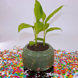 MOROCCO PLANTER Fiberglass Planters Gardia Planters Fiberglass planter for indoors and outdoors from big plus size planters and small pots for plants Large and big pots and large containers