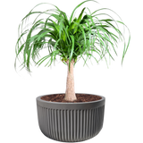 RIBBED MONACO PLANTER Fiberglass Planters Gardia Planters Fiberglass planter for indoors and outdoors from big plus size planters and small pots for plants Large and big pots and large containers