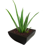 KENYA BOWL PLANTER Fiberglass Planters Gardia Planters Fiberglass planter for indoors and outdoors from big plus size planters and small pots for plants Large and big pots and large containers