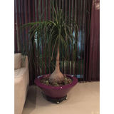 SMOOTH BOWL PLANTER Fiberglass Planters Gardia Planters Fiberglass planter for indoors and outdoors from big plus size planters and small pots for plants Large and big pots and large containers