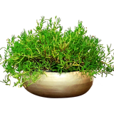 CANCUN BOWL PLANTER Fiberglass Planters Gardia Planters Fiberglass planter for indoors and outdoors from big plus size planters and small pots for plants Large and big pots and large containers