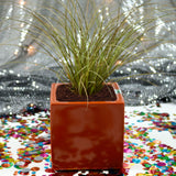 CUBIC PLANTER Fiberglass Planters Gardia Planters Fiberglass planter for indoors and outdoors from big plus size planters and small pots for plants Large and big pots and large containers